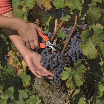 Bahco Fruit-Bloemenschaar BULK 30D – P127-19-BULK30